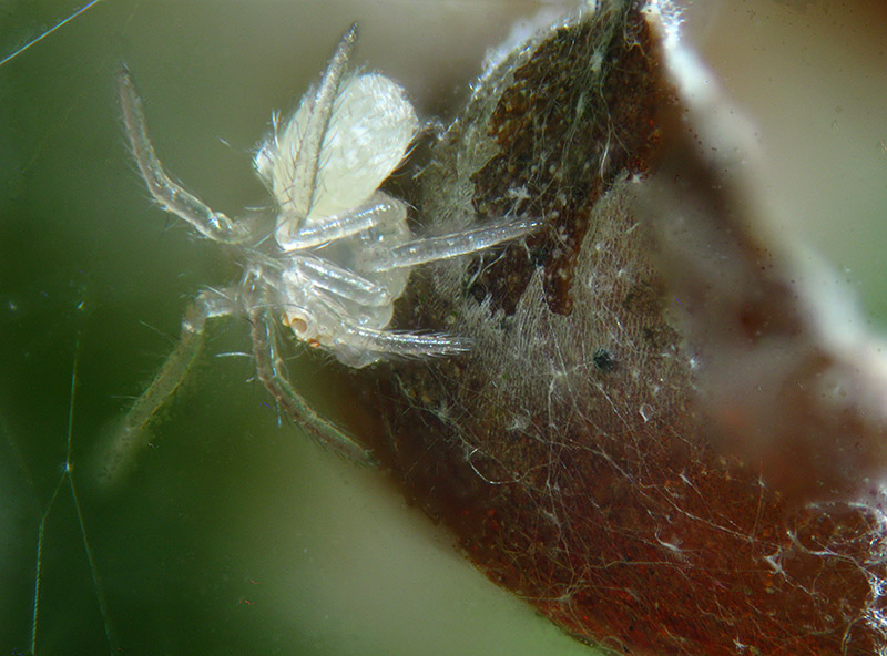 Theridion varians  - Sumirago (VA)